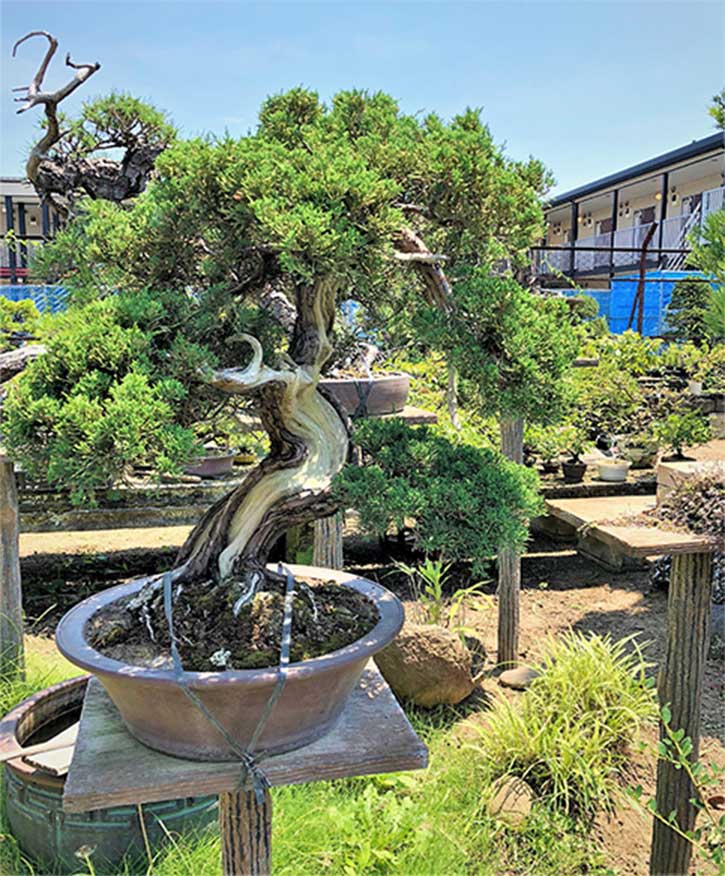 Bonsai